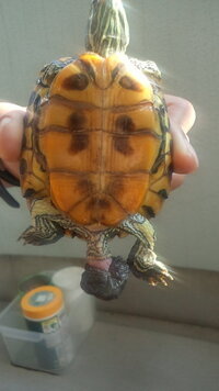 亀の交尾ってどうやってするのでしょうか甲羅と尻尾が邪魔になりそうですが Yahoo 知恵袋