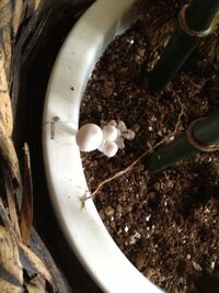 呪う 口へんに兄がついてどうして呪うというんですか 怖 Yahoo 知恵袋