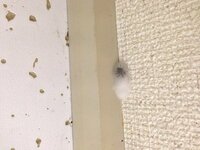 これなんでしょうか 家の天井の隅にあって白い膜の中に蜘蛛 みたい Yahoo 知恵袋