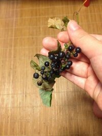 この植物はヤマブドウでしょうか ノブドウ エビヅルとの違いがよく Yahoo 知恵袋