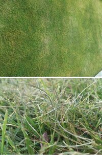 芝生が一部枯れてしまいそうです １月中旬に業者さんに張っても Yahoo 知恵袋