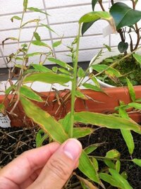 この植物の名前は何でしょうか 葉っぱは笹の葉みたいな形です 花だか実だかわか Yahoo 知恵袋