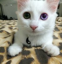 目の色が紫色の猫ちゃんの画像探しています 本当に目の色が紫色の子はい Yahoo 知恵袋