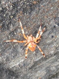 この蜘蛛の名称や生態等を知りたいです 北海道の山奥で初めて見る体調2 Yahoo 知恵袋