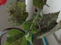 ハイビスカスの虫害 病気 カイガラムシについて質問です 写真参照 ハ Yahoo 知恵袋