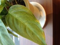 観葉植物のクワズイモの葉に黒い小さな虫がたくさんいました これ Yahoo 知恵袋