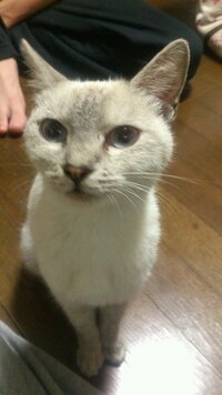 猫の名前を一緒に考えて下さい O メスです 出来れば和風で珍しい名前を募 Yahoo 知恵袋