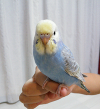 こんにちは アキクサインコのルビノーですが オス メスの区別が不明確で Yahoo 知恵袋