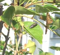 シマトネリコについている害虫についてです 緑色の幼虫で新芽の表面にマ Yahoo 知恵袋