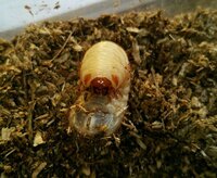 これはクワガタの幼虫ですか コガネムシかハナムグリですか 学校の中 Yahoo 知恵袋