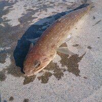 この魚は何でしょうか アジを泳がせてヤエンをしてたのですが Yahoo 知恵袋