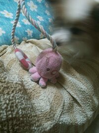 犬用のおもちゃを探してます 何年か前に梅田のヨドバシカメラにあるペットショッ Yahoo 知恵袋