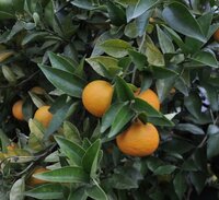 柚子に似た柑橘類、何だかわかるでしょうか？ 庭にある柑橘類の木、父が亡くなり何の木なのか分からなくなってしまいました。
わかる方、教えてください。

柚子の木と隣あわせであり、ずっと柚子だと思っていましたがはじめ黄色だった色がオレンジ色に変わってきました。
実は柚子のようなボコボコはなく、つるつるとしています。
柚木よりも大きなトゲがあります。
実の大きさは、4.5センチ程。
...