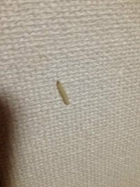 家の壁に虫がいたんですが何の幼虫ですかね おおきさは1cmちょいあ Yahoo 知恵袋