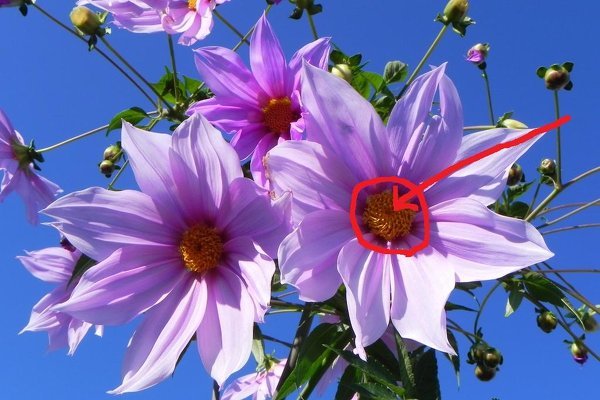 100以上花部位名称 花部位名称