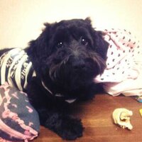 ミックス犬が悪いという理由を教えてください ここでのミ Yahoo 知恵袋