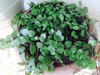 この植物の名前とか育て方とか教えてください 植物に詳しい方 画像の植物 Yahoo 知恵袋