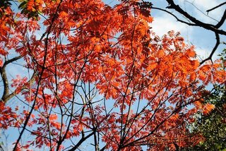 この紅葉は 真っ赤です ハゼの木と思うのですが どうでしょうか 綺麗で Yahoo 知恵袋