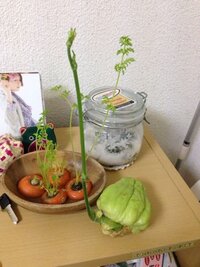 八百屋で買ったハヤトウリを常温で放置していたら ムクムクと芽が出てきました Yahoo 知恵袋