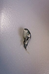 しらすの中に混じって入ってた子タコは食べられますか 食べ Yahoo 知恵袋
