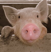 豚って鼻毛とか生えるのですか 写真の通り 生えないのでは Yahoo 知恵袋