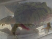 ザリガニはどうやって呼吸しているのでしょうか 肺呼吸ですか それともえら Yahoo 知恵袋