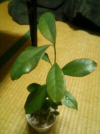 ガジュマルの調子が悪いので対処法を教えてください ここ３ヶ月くらい元気 Yahoo 知恵袋