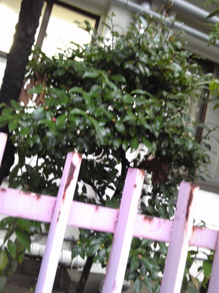 椿を玉作りにする方法 椿だと思うのですがこれは 玉造 半球にす Yahoo 知恵袋