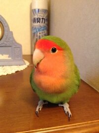 コザクラインコのオスメスどちらかについて こちらの写真のコザクラインコ Yahoo 知恵袋