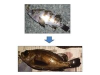 釣った魚を持ち帰ると少し眼が白くなりかけてます 鮮度良く持ち帰 Yahoo 知恵袋