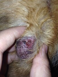 14歳老犬の皮膚に出来た腫瘍について 12kgの雑種の を飼っています ８年 Yahoo 知恵袋