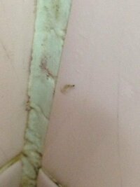 風呂場にいたんですが このナメクジの小さいバージョンみたいな虫 なんていう虫 Yahoo 知恵袋