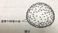 理科で質問です 図はある植物の茎の断面図をスケッチしたものである Yahoo 知恵袋