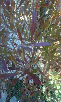 庭木で葉が紫色に紅葉してました これは何と言う木でしょうか Yahoo 知恵袋