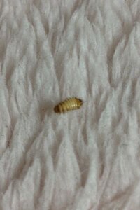 古い本や紙の間に白い小さな虫がいるのを見るのですが あの虫は Yahoo 知恵袋