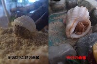 オカヤドカリの死因について オカヤドカリを二匹飼っていました 一匹は小さ Yahoo 知恵袋