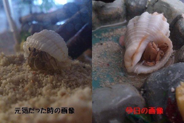 オカヤドカリ 死んでしまった オカヤドカリ 死 Yahoo 知恵袋