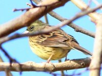 スズメの鳴き声のパターンとその意味を教えてください あとモズは住宅街にもいます Yahoo 知恵袋