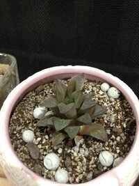 うちのハオルチアが シワシワでしぼんで 元気がありません 何が原 Yahoo 知恵袋