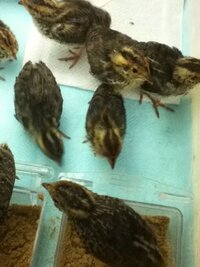 現在 生後12日目になる並うずらの雛を8羽飼育しています なぜか最 Yahoo 知恵袋