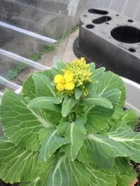 キャベツに花が咲きました キャベツか白菜を育てたこと有る人いますか Yahoo 知恵袋