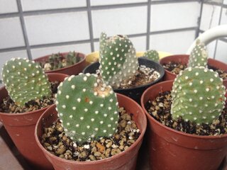 ウチワサボテン 白桃扇 について 最近 サボテンに赤い斑点やシワや Yahoo 知恵袋