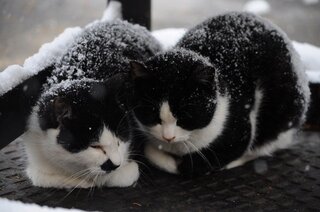 関東は大雪ですが野良猫ちゃんたちは大丈夫でしょうか 普段買い Yahoo 知恵袋