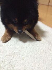 犬が人間用のガムを食べてしまいました 目を離した隙に 隠してお Yahoo 知恵袋