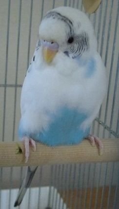 セキセイインコについてです 春休みにセキセイインコを飼おうと思っています 手 Yahoo 知恵袋