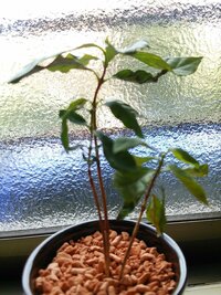 鉢植えのコーヒーの木の 葉っぱがご覧のように萎びたというか 元気がない状 Yahoo 知恵袋