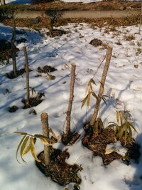 たらの芽の植え方 家の山にタラの芽があります 山まで遠いので自分の家 Yahoo 知恵袋