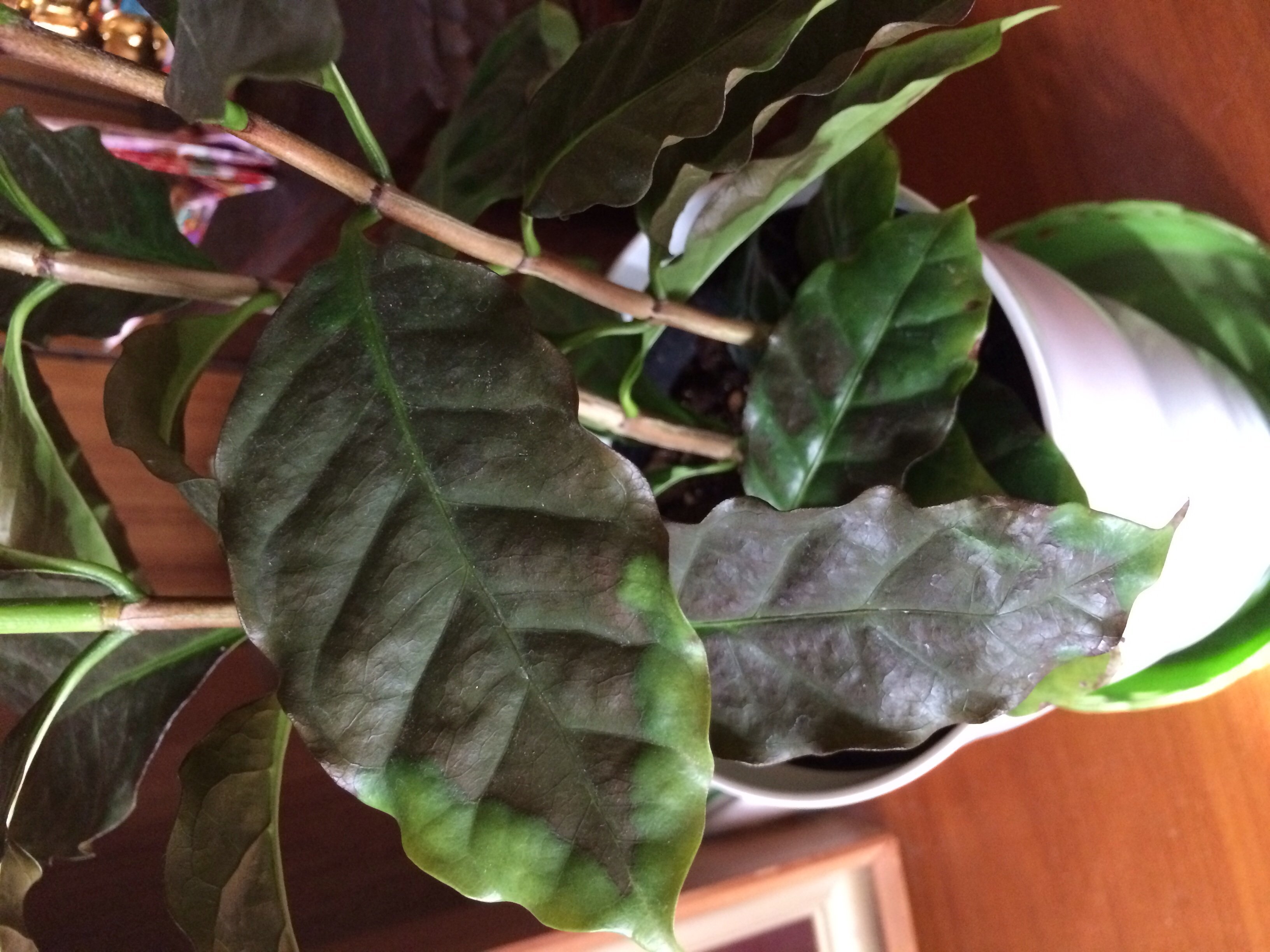 コーヒーの木 葉が茶色