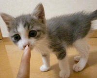 臨場劇場版の最後について注ネタバレ含みます 先週の日曜洋画劇場で臨場劇場 Yahoo 知恵袋