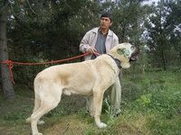 カンガル犬 アナトリアンシェパードがどうしても飼いたくて さがして Yahoo 知恵袋